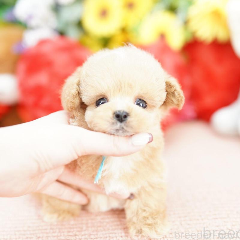 販売中の埼玉県のビションプー:ビションフリーゼ×トイプードル-448596