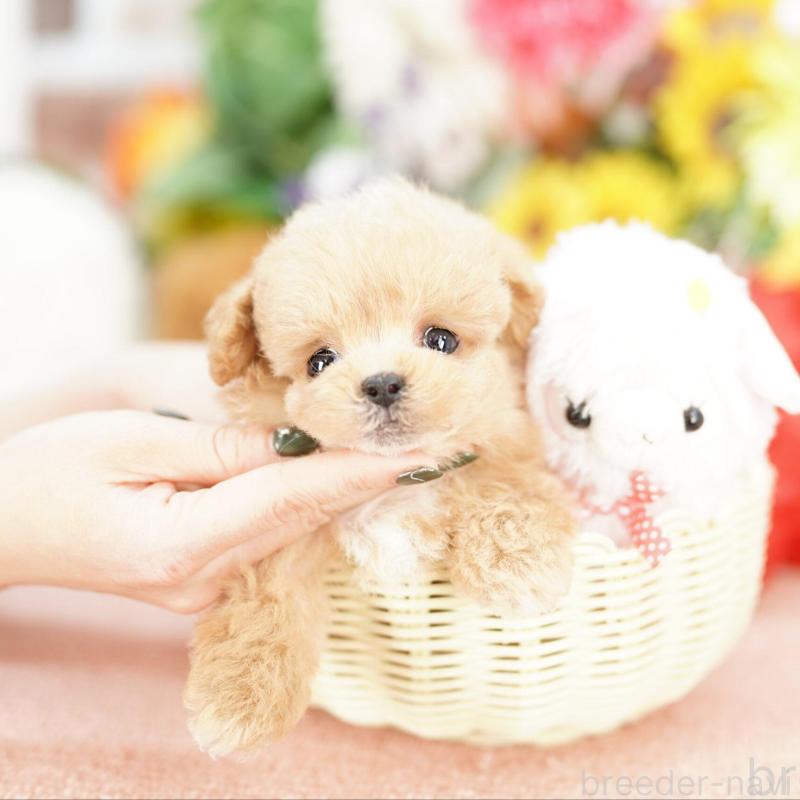 販売中の埼玉県のビションプー:ビションフリーゼ×トイプードル-448596の3枚目