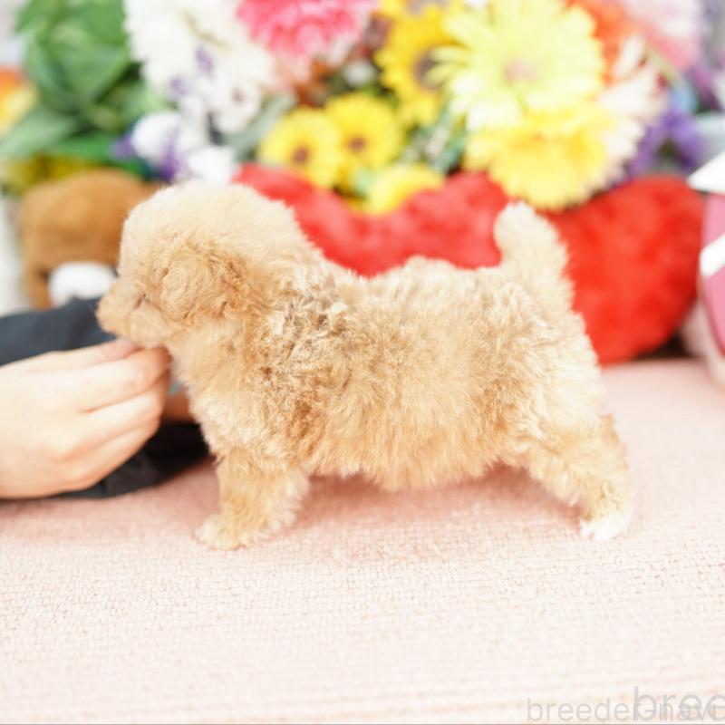 販売中の埼玉県のビションプー:ビションフリーゼ×トイプードル-448596の2枚目