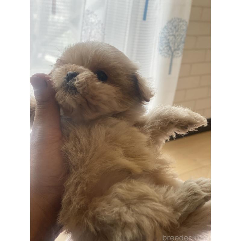 販売中の埼玉県のミックス犬-448633の4枚目