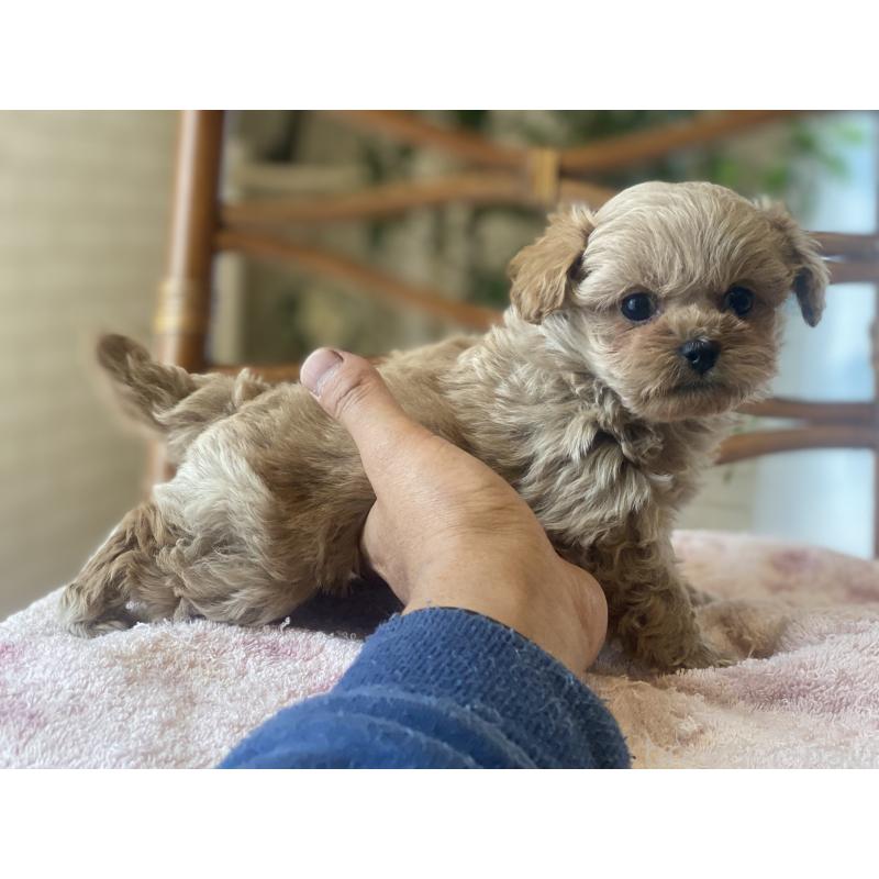 販売中の埼玉県のミックス犬-448623の4枚目