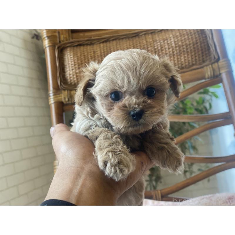 販売中の埼玉県のミックス犬-448623の3枚目