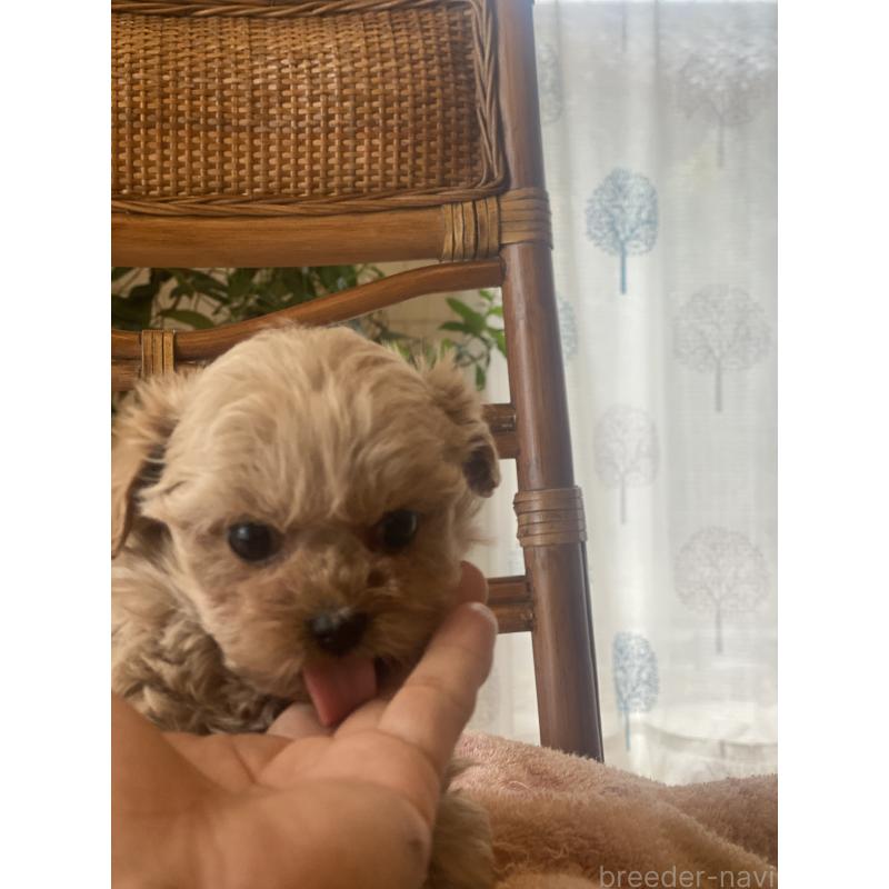 販売中の埼玉県のミックス犬-448623の2枚目