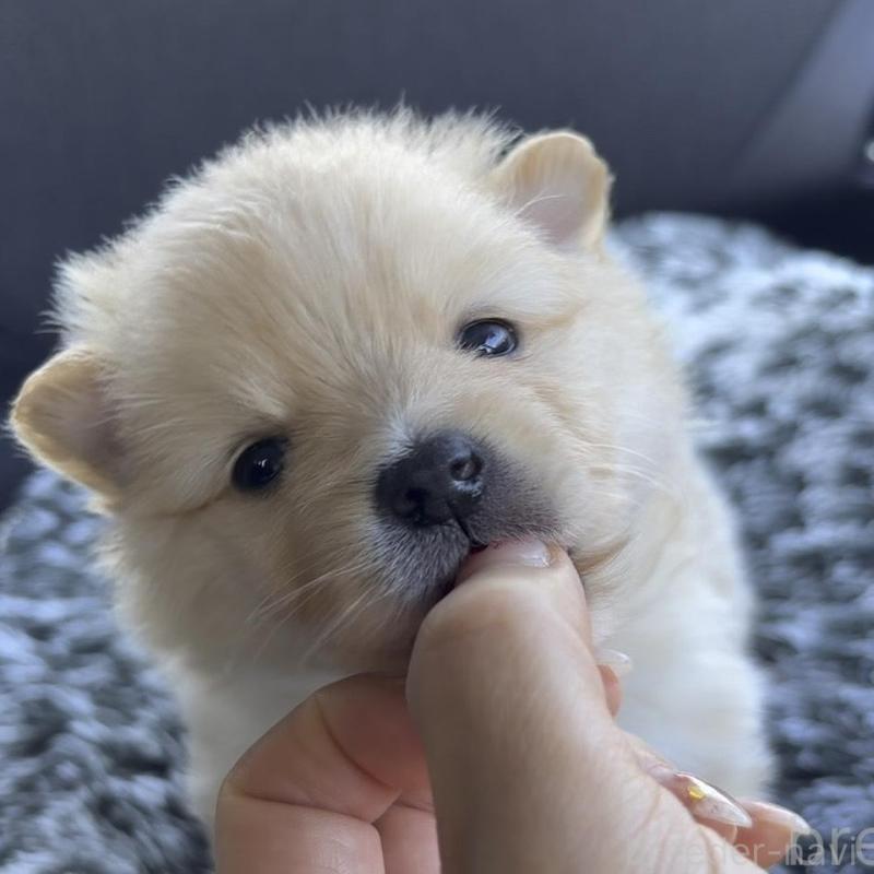 販売中の広島県のポメラニアン-448597の10枚目