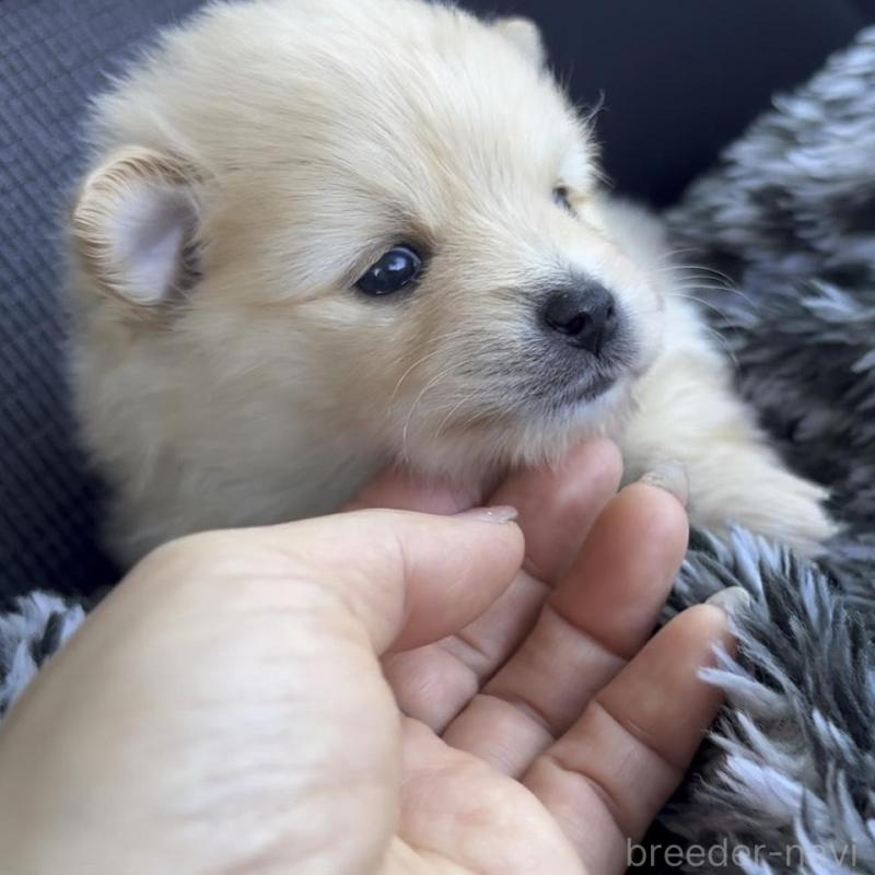 販売中の広島県のポメラニアン-448597の8枚目