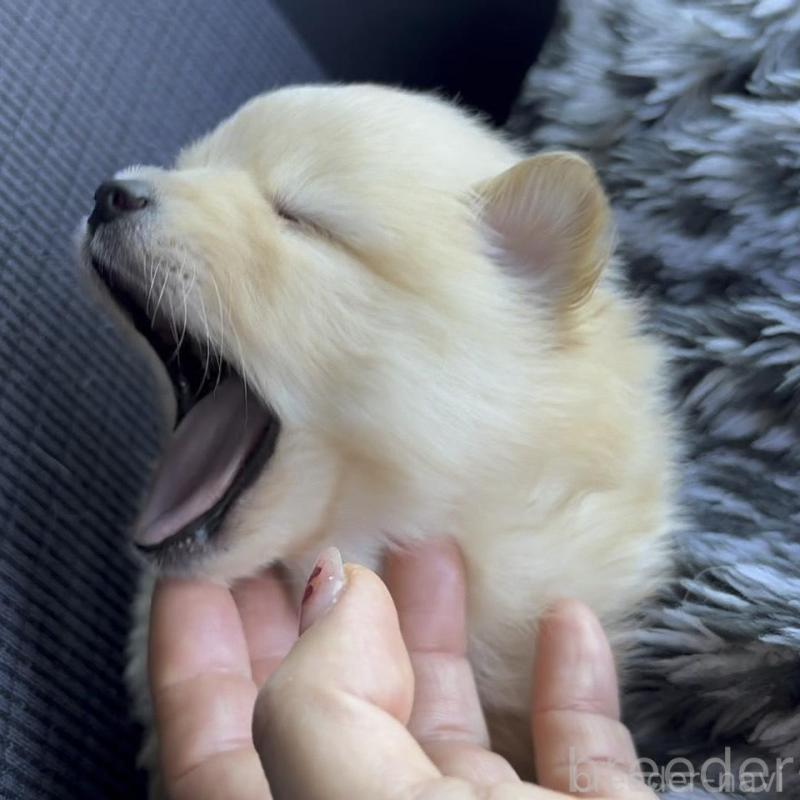 販売中の広島県のポメラニアン-448597の7枚目