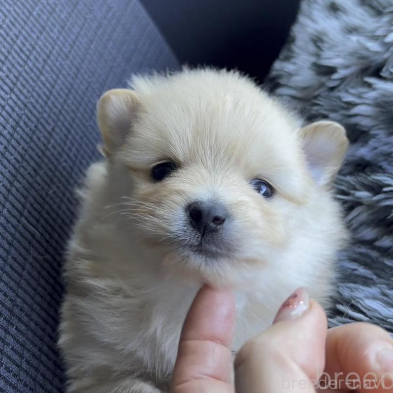 販売中の広島県のポメラニアン-448597の6枚目