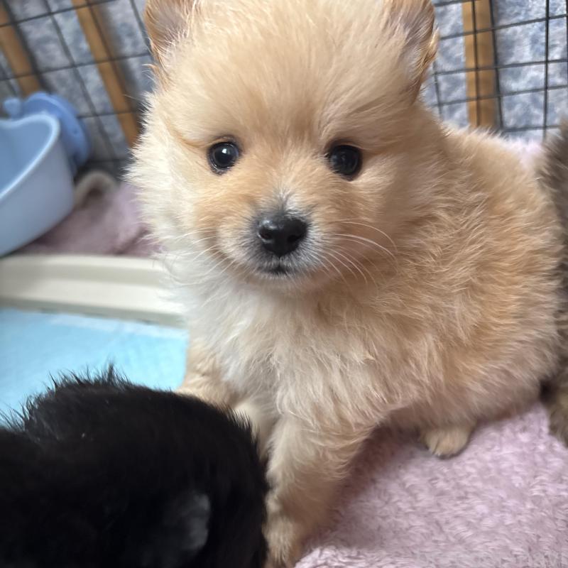 販売中の広島県のポメラニアン-448597の5枚目
