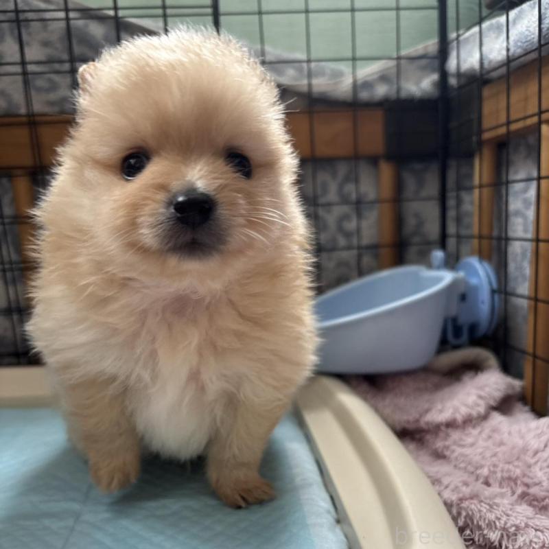 販売中の広島県のポメラニアン-448597の4枚目