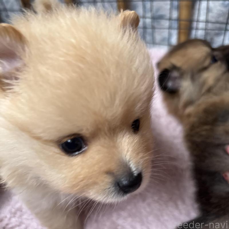 販売中の広島県のポメラニアン-448597の3枚目