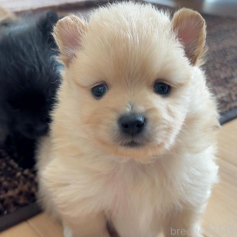 販売中の広島県のポメラニアン-448597の2枚目