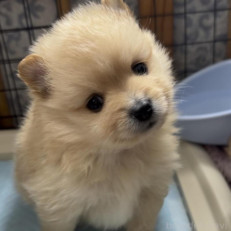 販売中の広島県のポメラニアン-448597の1枚目