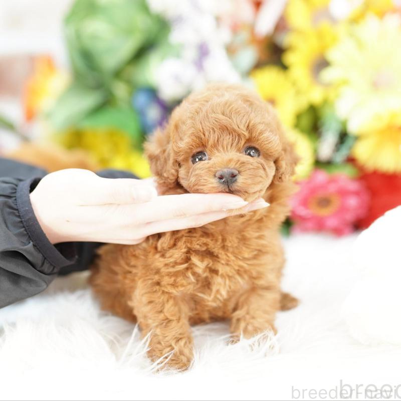 販売中の埼玉県のタイニープードル-448598の3枚目