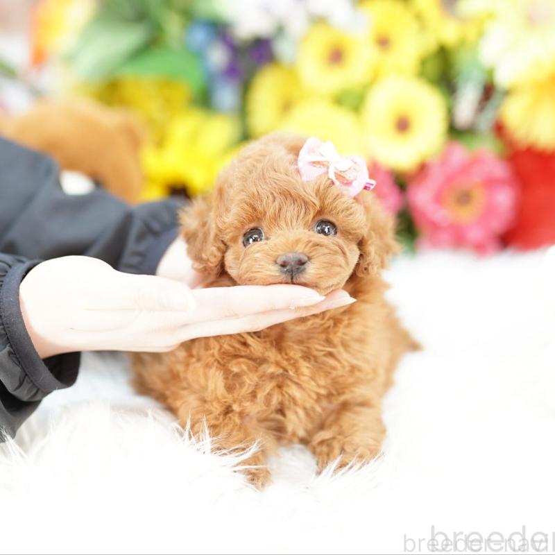 販売中の埼玉県のタイニープードル-448598の2枚目