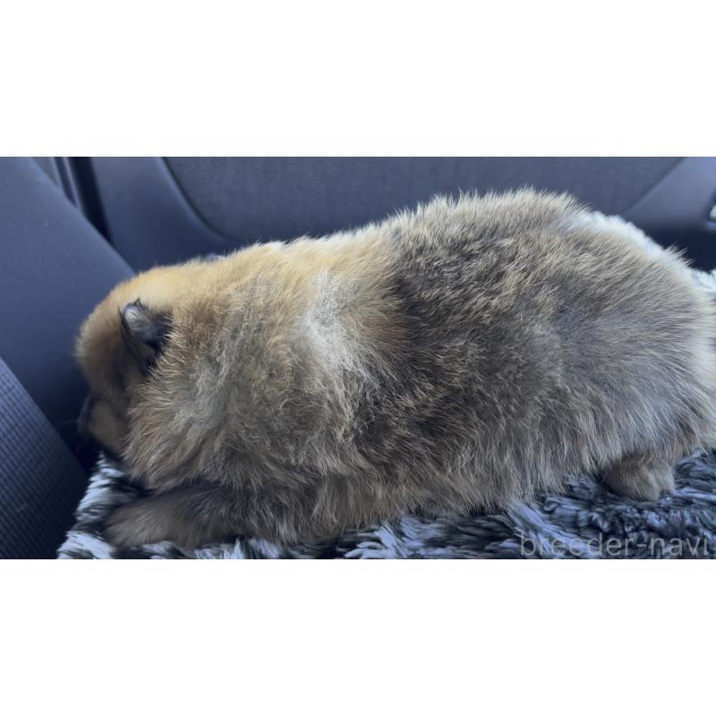 販売中の広島県のポメラニアン-448599の11枚目