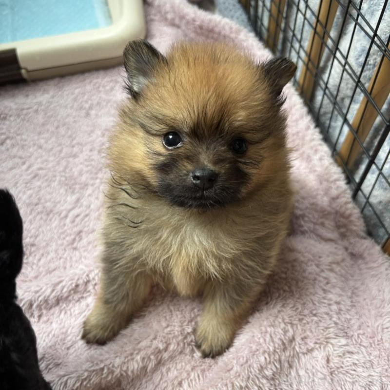 販売中の広島県のポメラニアン-448599の9枚目