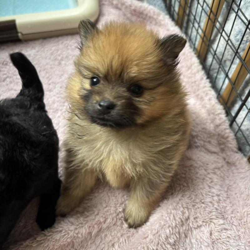 販売中の広島県のポメラニアン-448599の8枚目