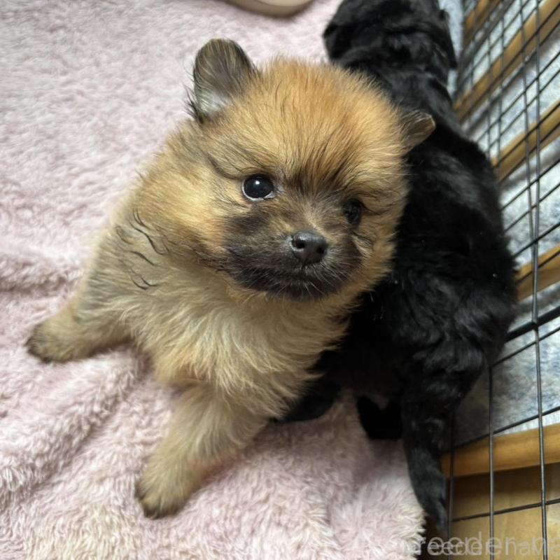 販売中の広島県のポメラニアン-448599の7枚目