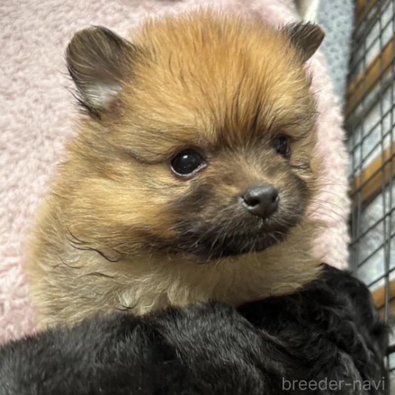 販売中の広島県のポメラニアン-448599