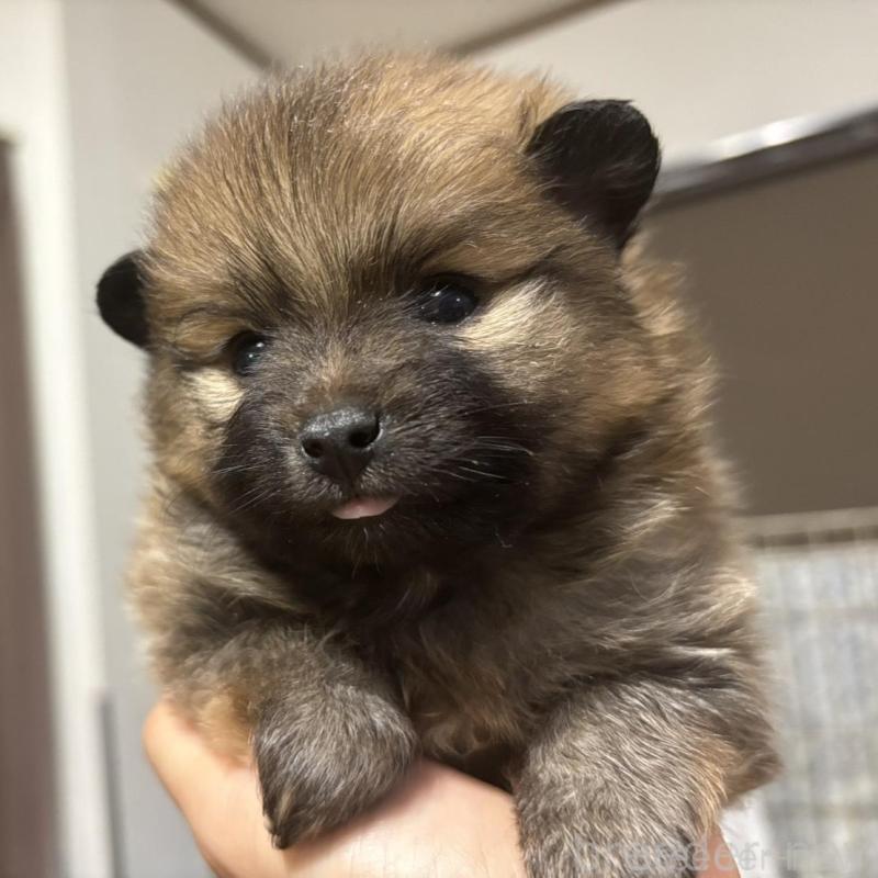 販売中の広島県のポメラニアン-448599の6枚目