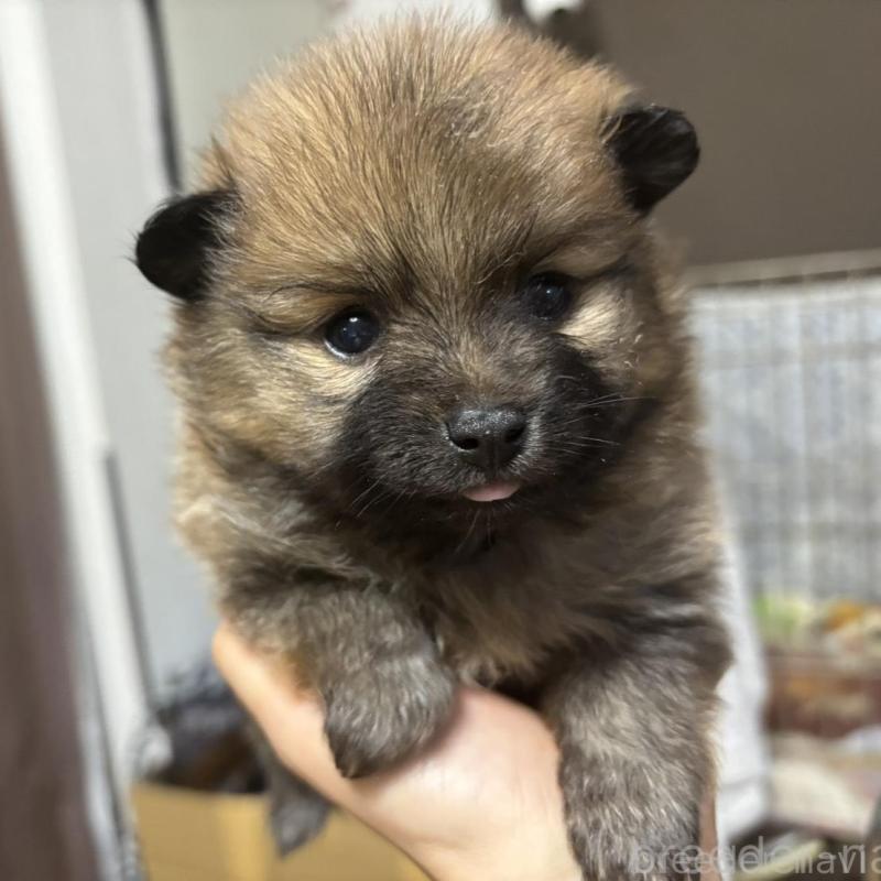 販売中の広島県のポメラニアン-448599の5枚目