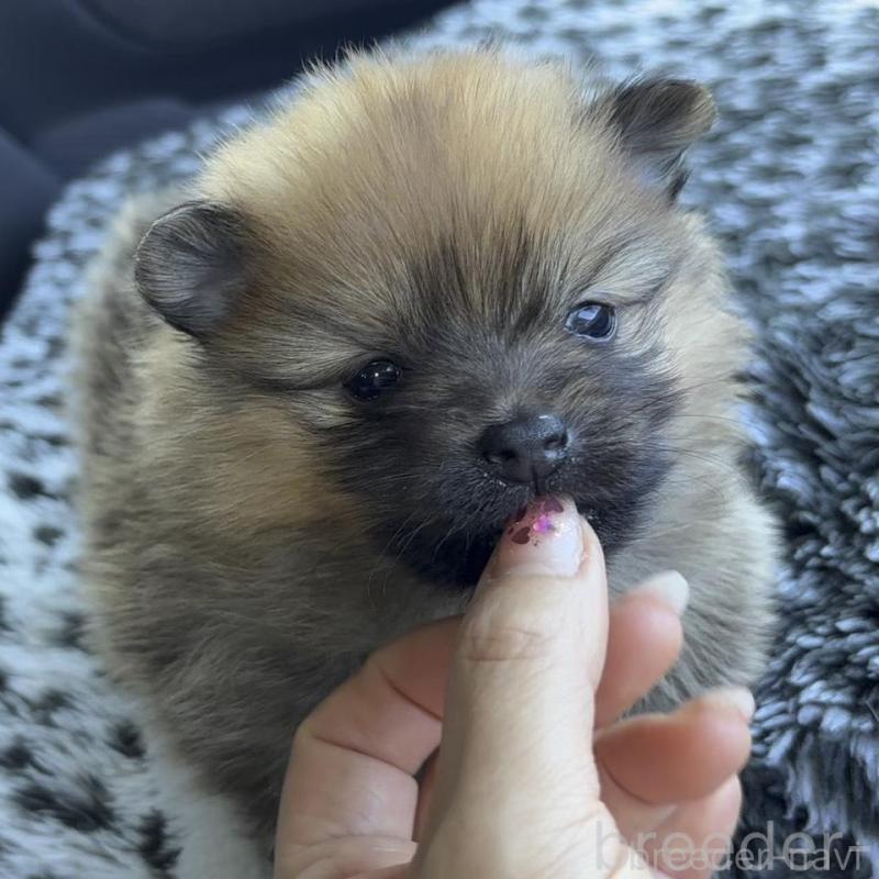 販売中の広島県のポメラニアン-448599の4枚目