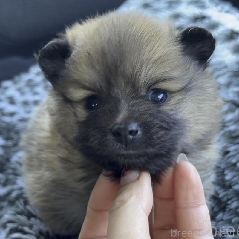 販売中の広島県のポメラニアン-448599の3枚目