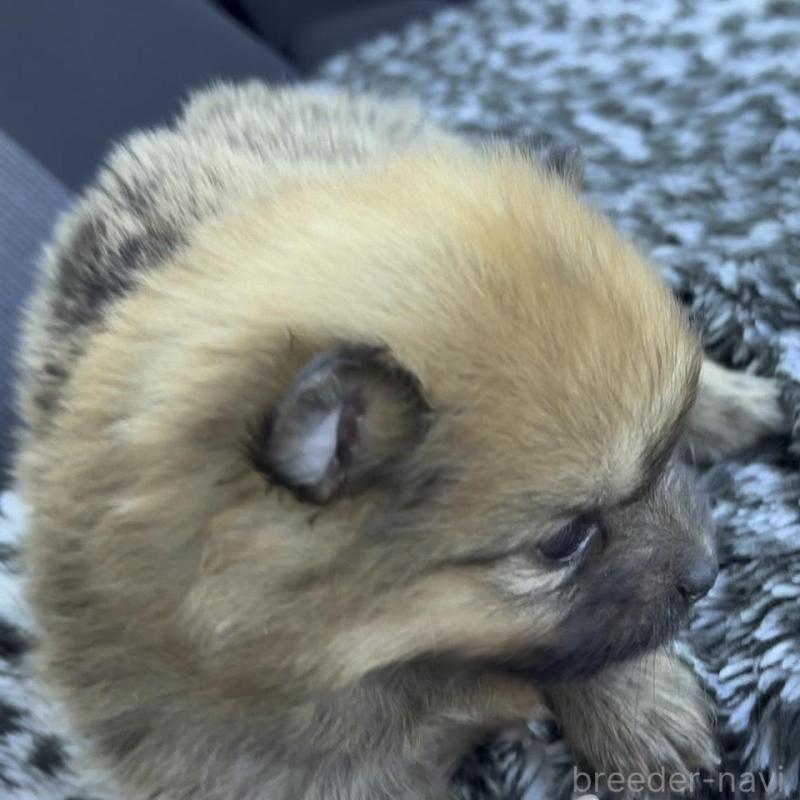 販売中の広島県のポメラニアン-448599の2枚目