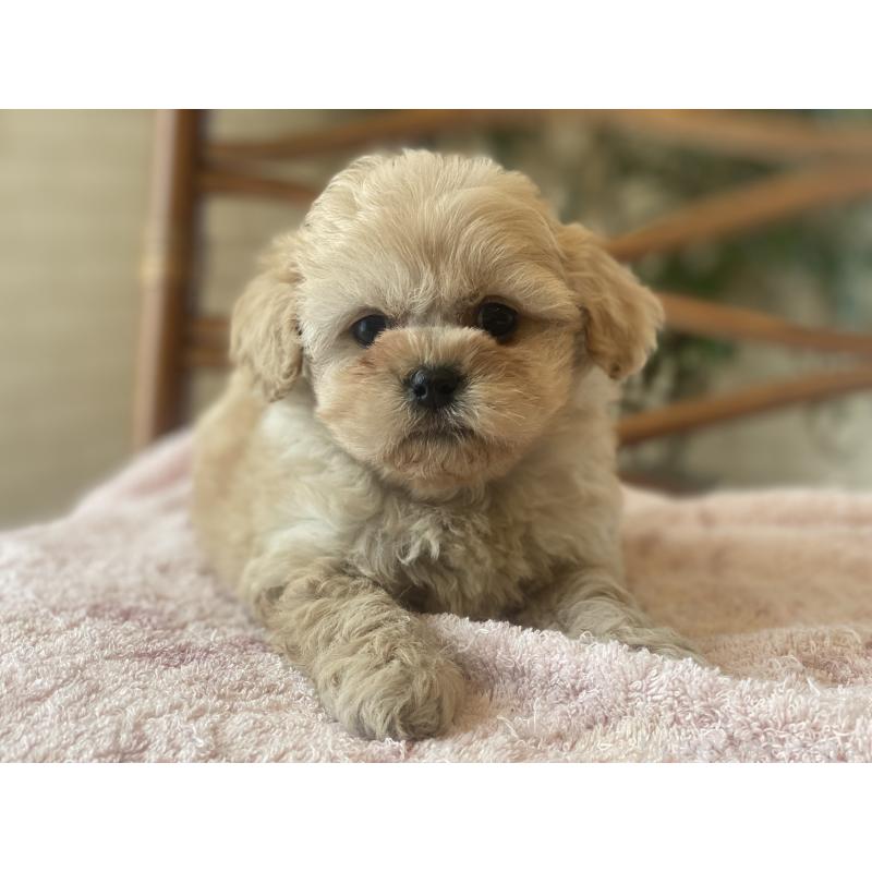 販売中の埼玉県のミックス犬-448626