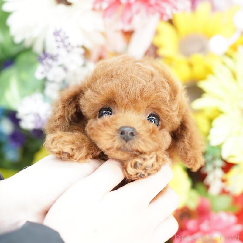 販売中の埼玉県のタイニープードル-448600の5枚目