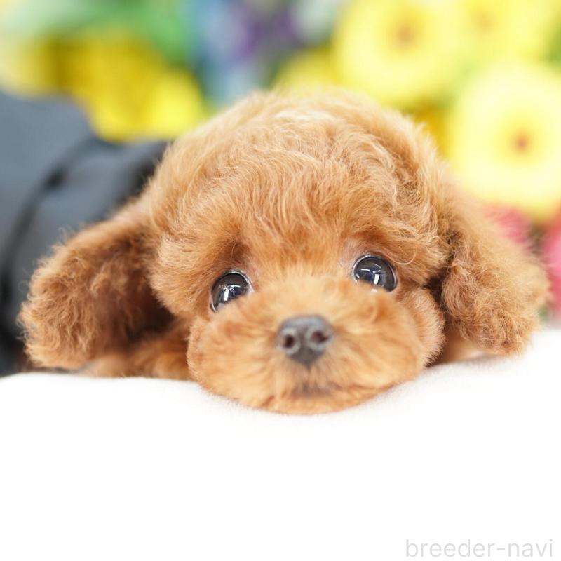 販売中の埼玉県のタイニープードル-448600の4枚目