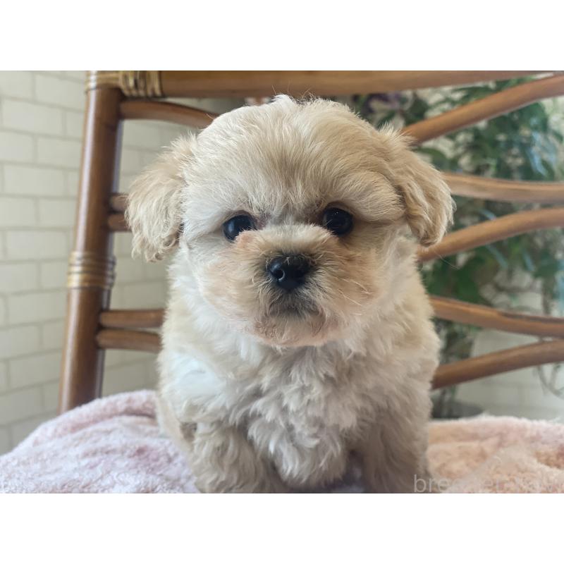 販売中の埼玉県のミックス犬-448626の5枚目