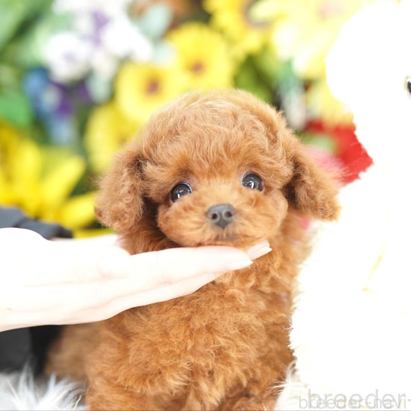 販売中の埼玉県のタイニープードル-448600の3枚目