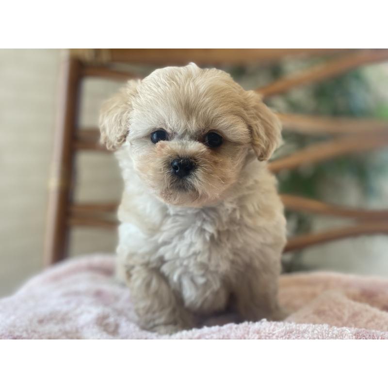 販売中の埼玉県のミックス犬-448626の4枚目