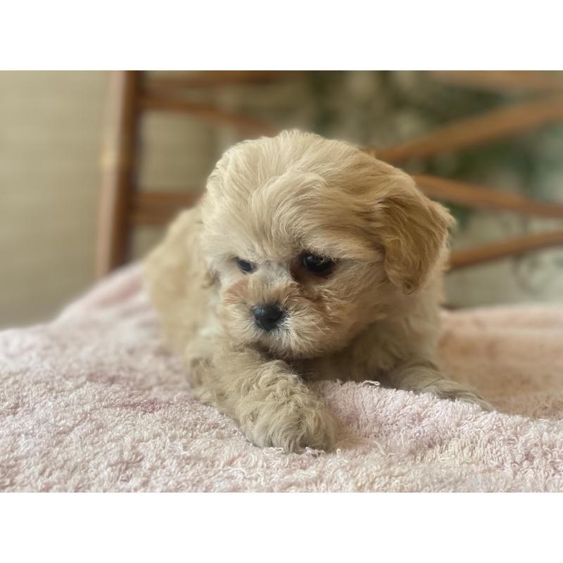 販売中の埼玉県のミックス犬-448626の3枚目