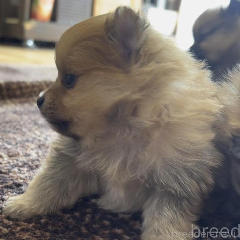 販売中の広島県のポメラニアン-448601の9枚目