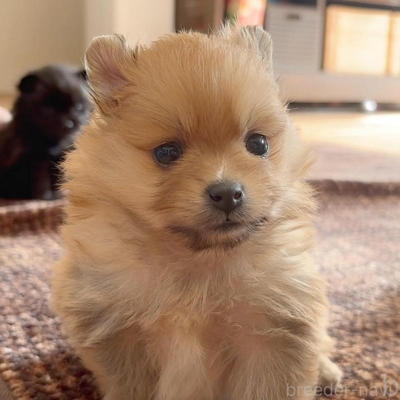 販売中の広島県のポメラニアン-448601の8枚目