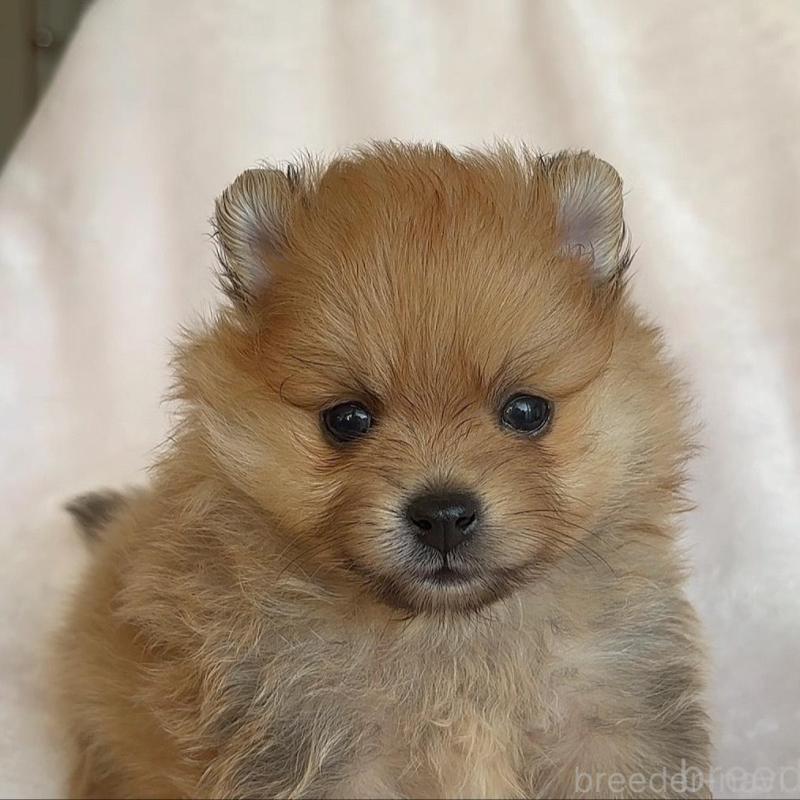 販売中の広島県のポメラニアン-448601の7枚目