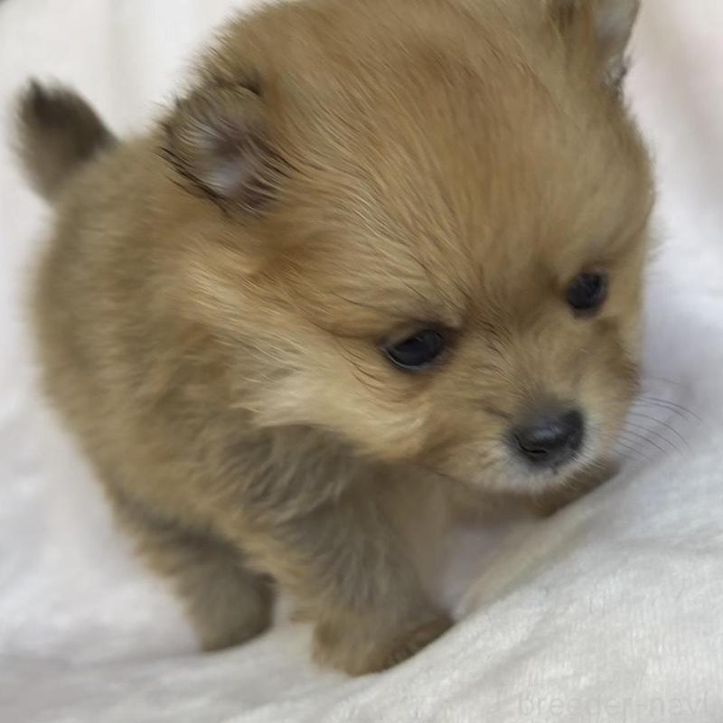 販売中の広島県のポメラニアン-448601の6枚目