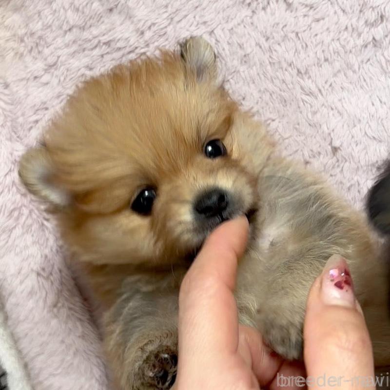 販売中の広島県のポメラニアン-448601の4枚目