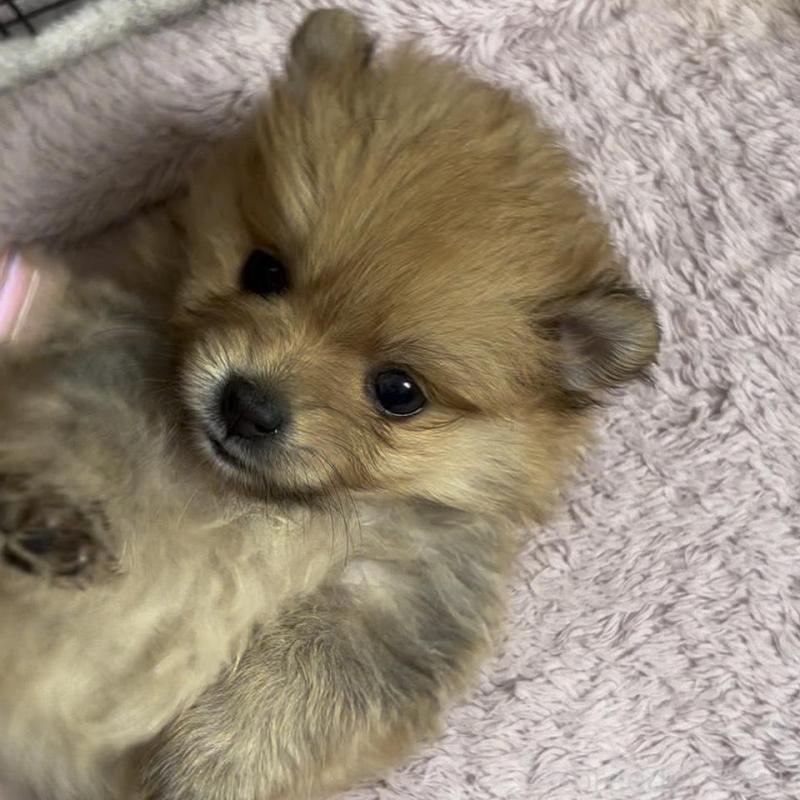 販売中の広島県のポメラニアン-448601の3枚目