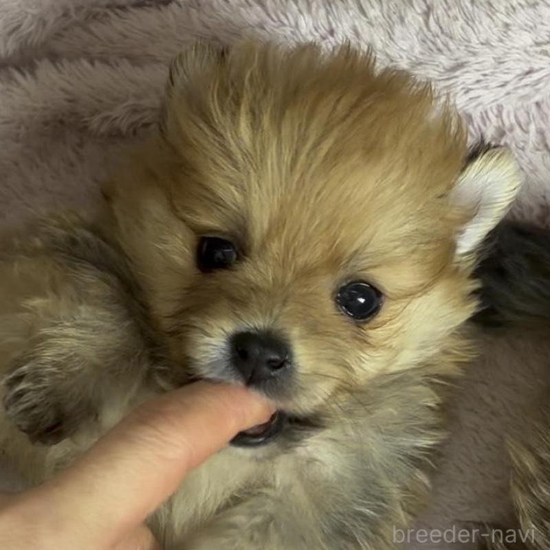 販売中の広島県のポメラニアン-448601の2枚目