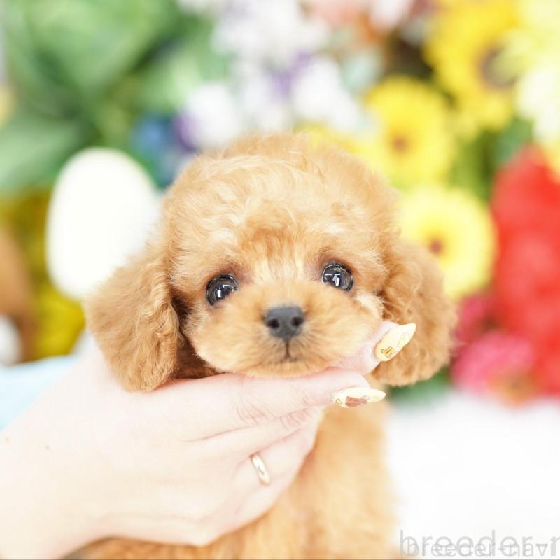 販売中の埼玉県のコッカプー:アメリカンコッカースパニエル×トイプードル-448602の3枚目