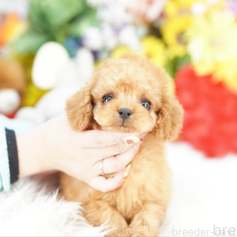 販売中の埼玉県のコッカプー:アメリカンコッカースパニエル×トイプードル-448602の2枚目