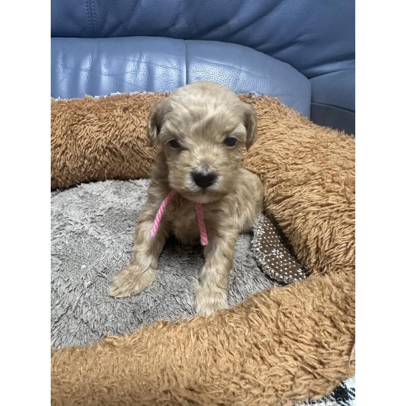 販売中の福岡県のマルプー:マルチーズ×トイプードル-448604の3枚目