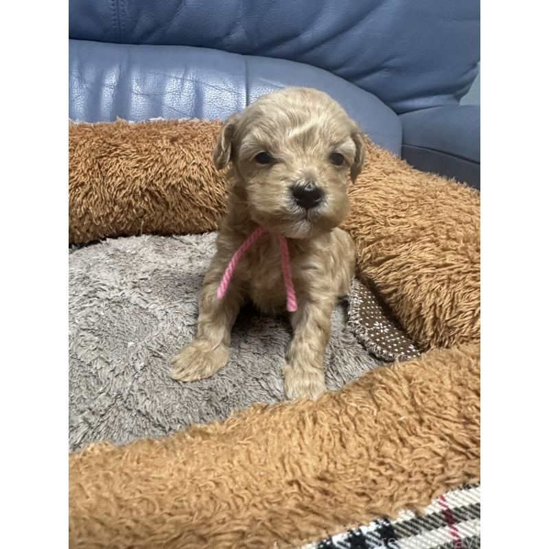 販売中の福岡県のマルプー:マルチーズ×トイプードル-448604の2枚目