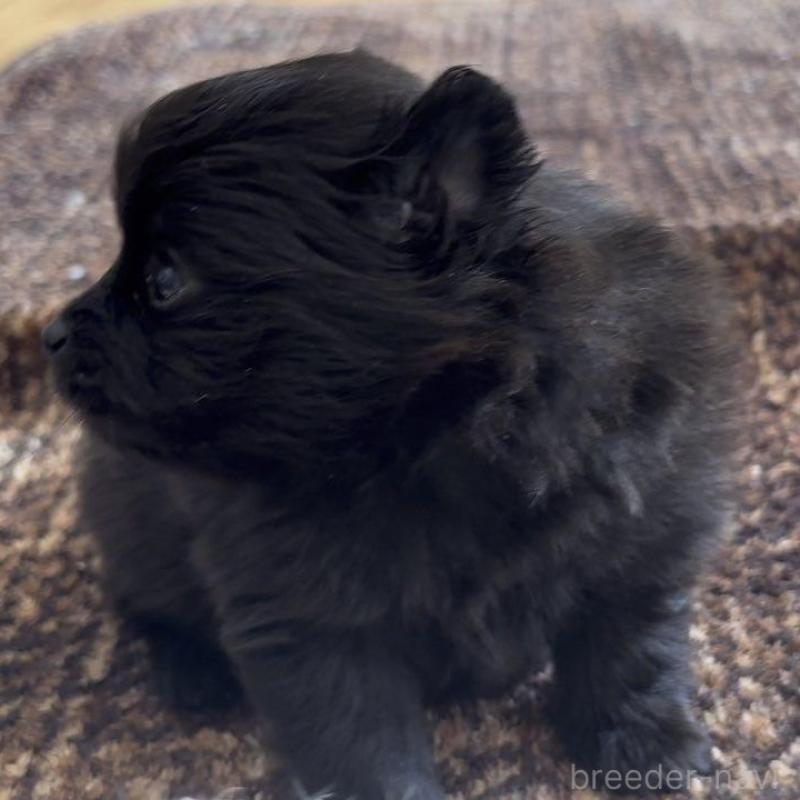 販売中の広島県のポメラニアン-448603の8枚目