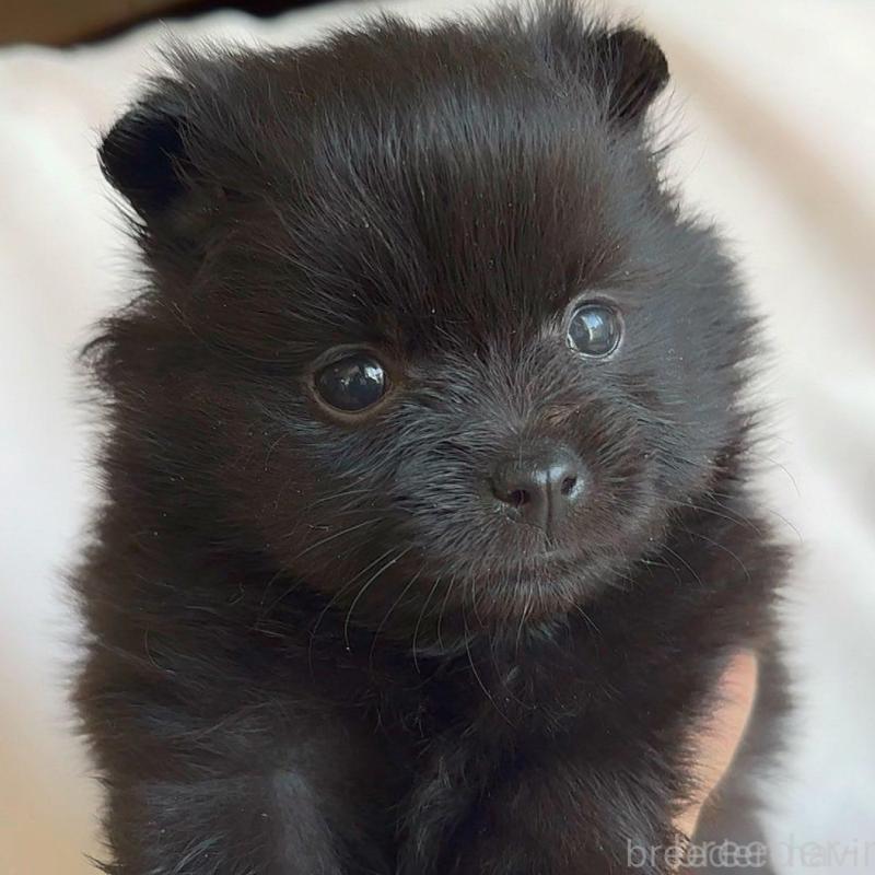 販売中の広島県のポメラニアン-448603の7枚目