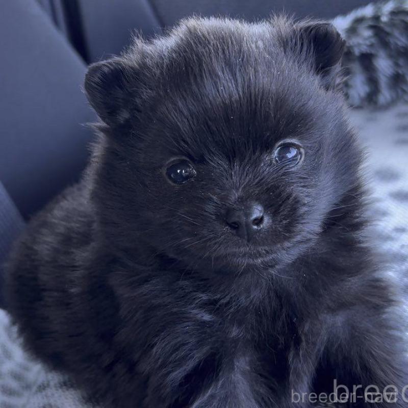 販売中の広島県のポメラニアン-448603の6枚目