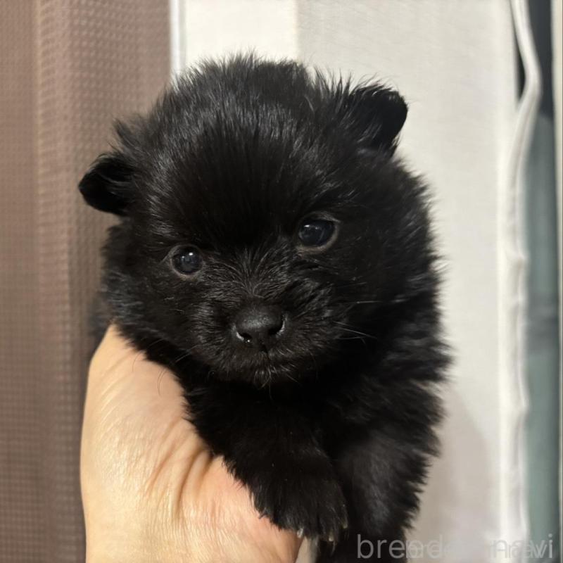 販売中の広島県のポメラニアン-448603の5枚目